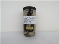 藏品(小環頸鴴)的圖片